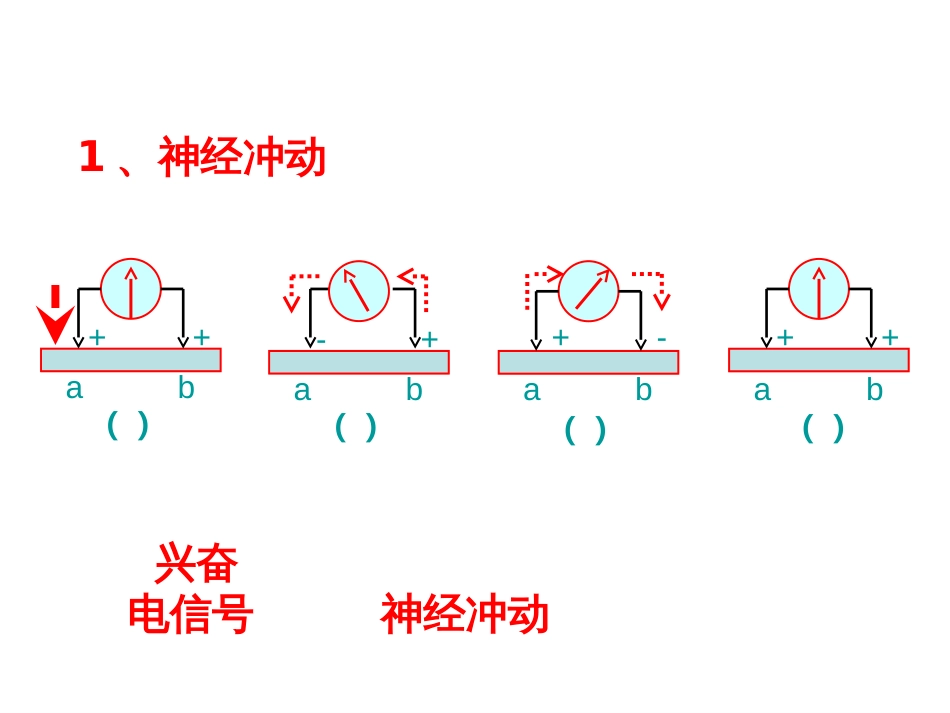 兴奋在神经纤维的传导过程_第2页