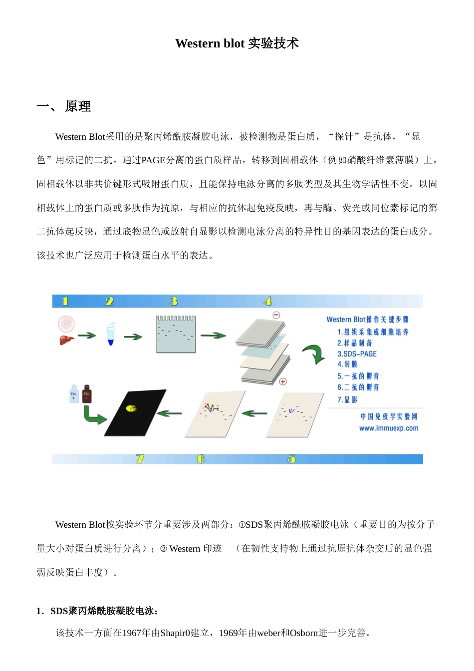 westernblot技术专业资料_第1页