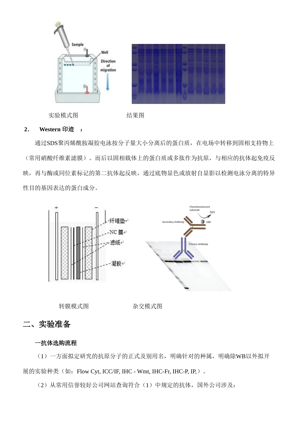 westernblot技术专业资料_第3页