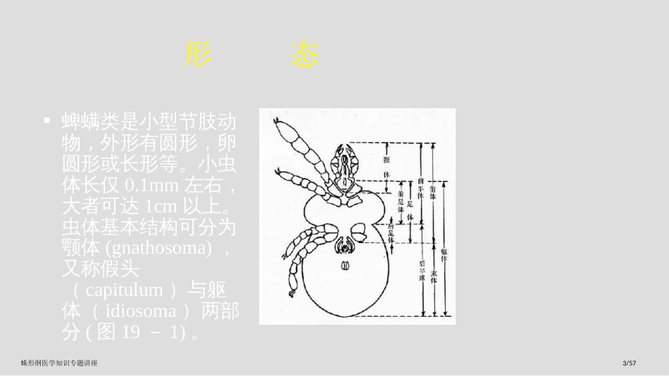 蛛形纲医学知识专题讲座_第3页