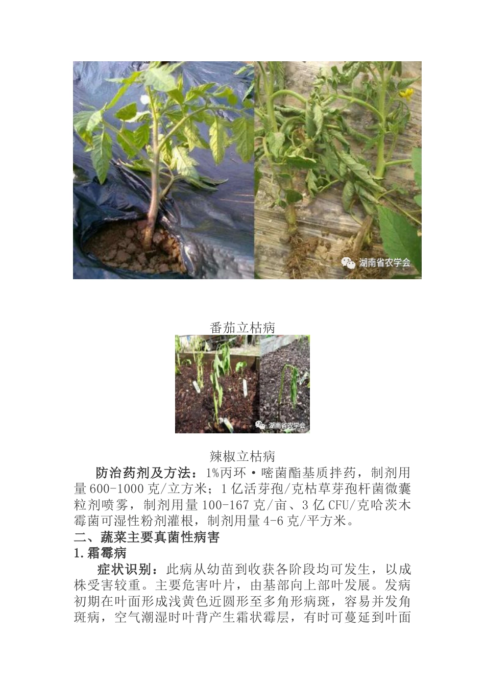 蔬菜绿色生产病虫害防治用药指南_第3页