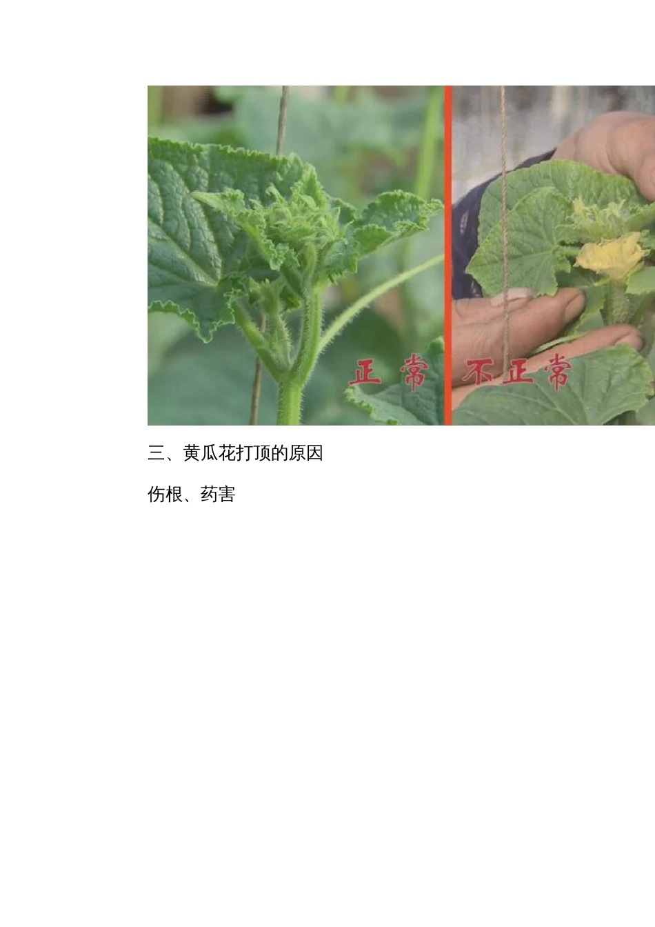 黄瓜花打顶的原因及防治_第2页