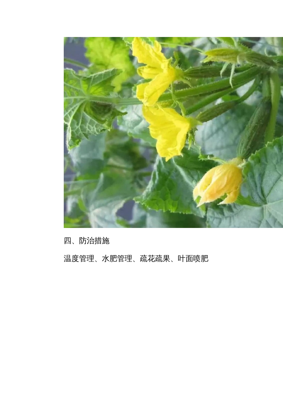 黄瓜花打顶的原因及防治_第3页