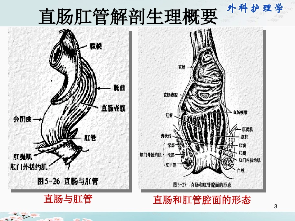 直肠和肛管疾病病人的护理[88页]_第3页