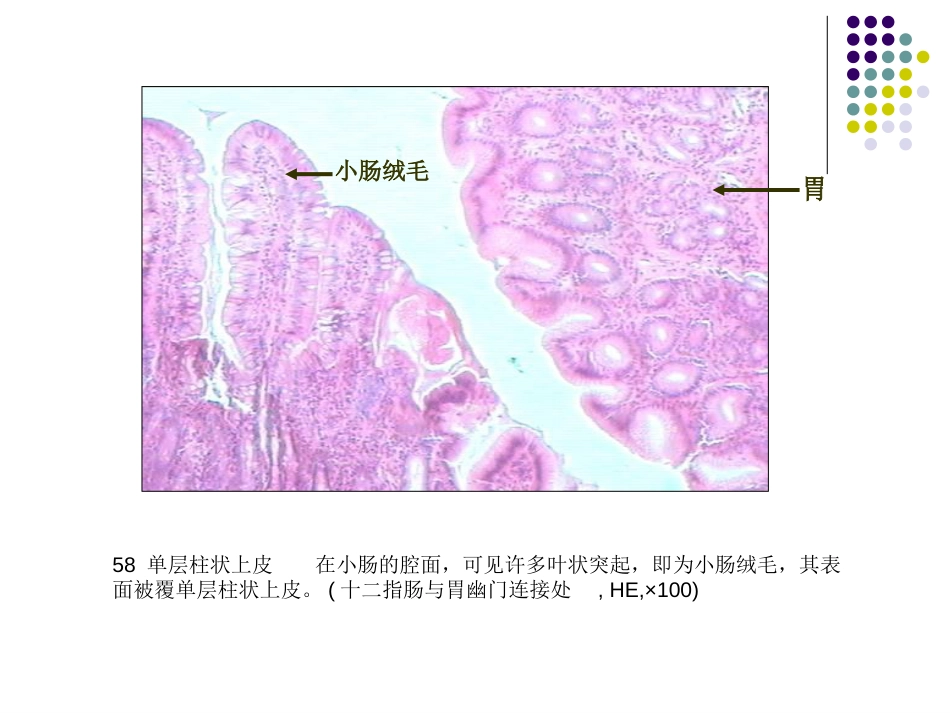 组培实验图片_第1页