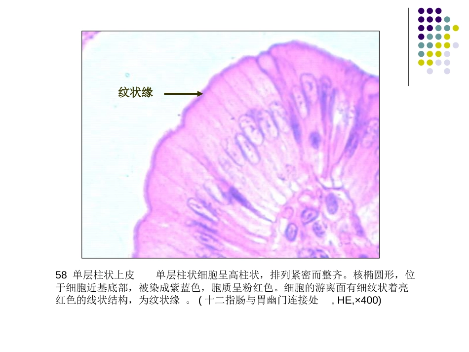 组培实验图片_第2页