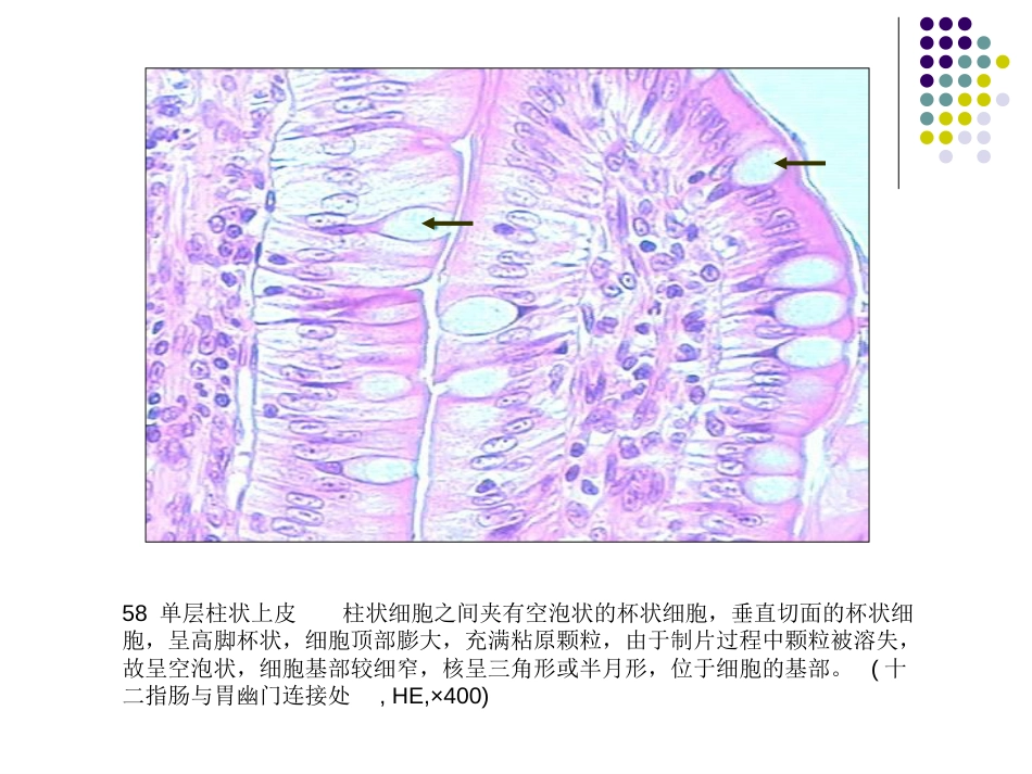 组培实验图片_第3页