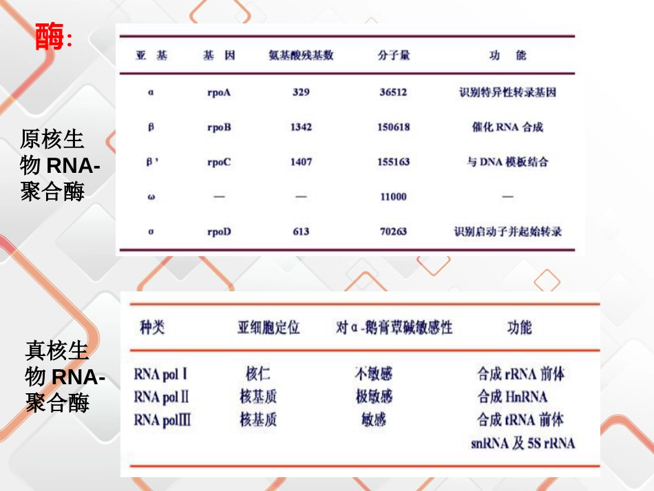 原核生物真核生物基因表达比较[24页]_第3页