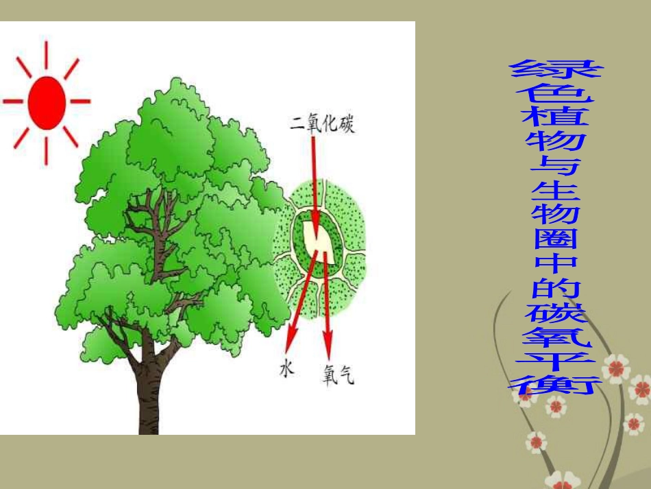 中考生物查漏补缺复习专题六绿色植物与生物圈中的碳氧平衡课件_第1页