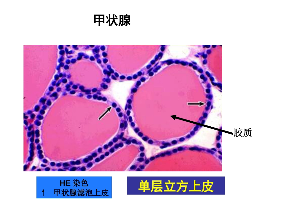 组胚图片[68页]_第2页