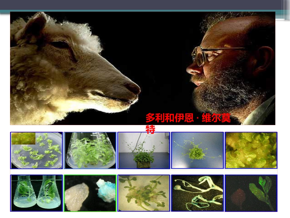 植物细胞工程公开课课件[18页]_第2页