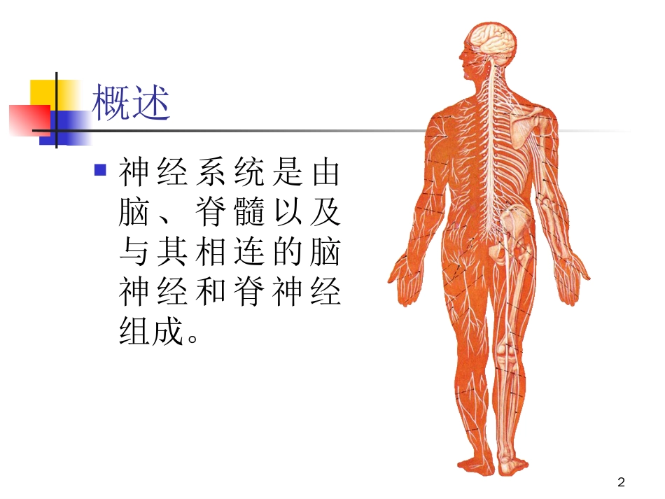 周围神经系统解剖与功能[75页]_第2页