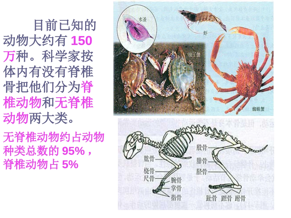 整理版动物的主要类群复习[27页]_第3页