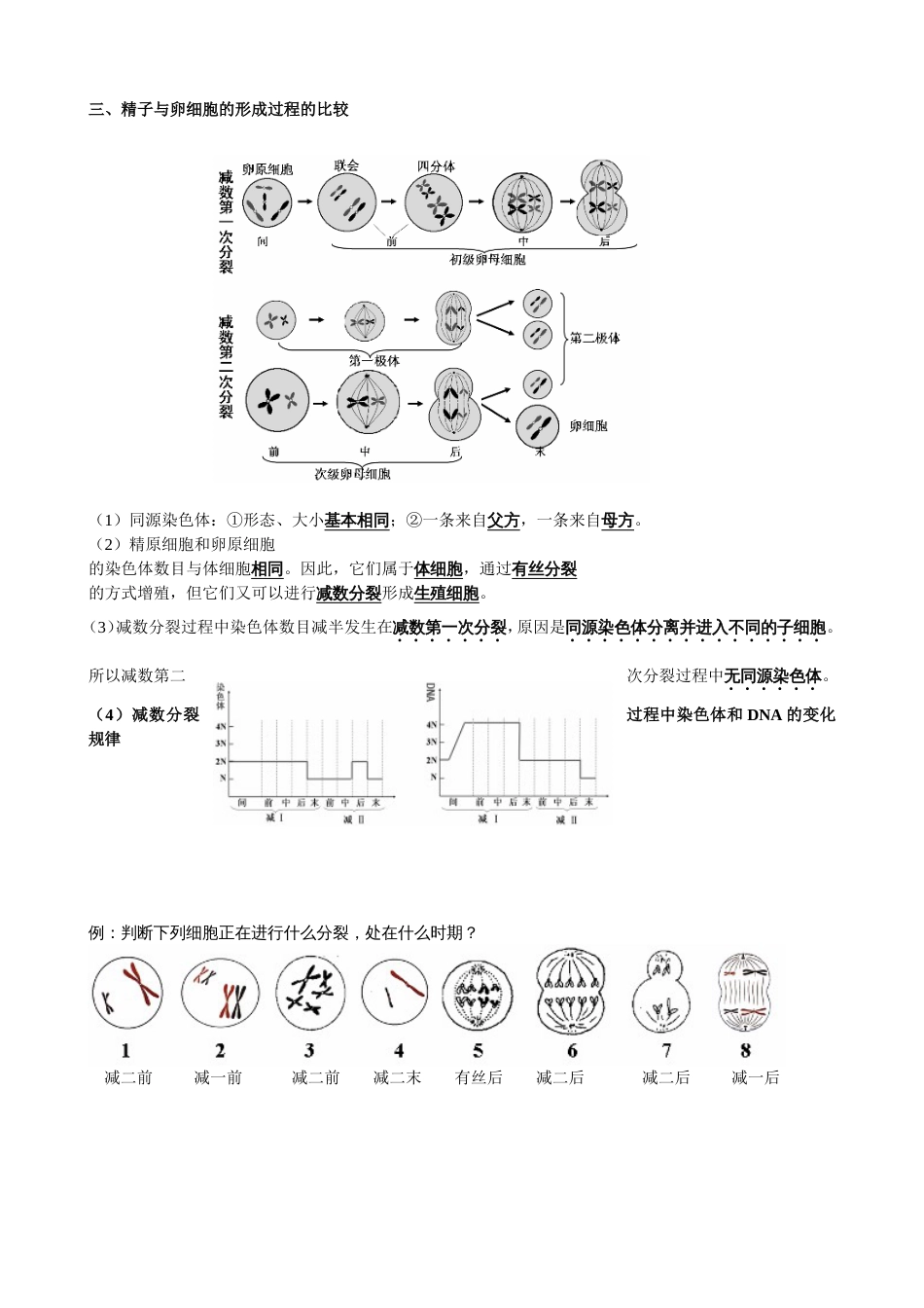 减数分裂知识点归纳及试题[6页]_第2页