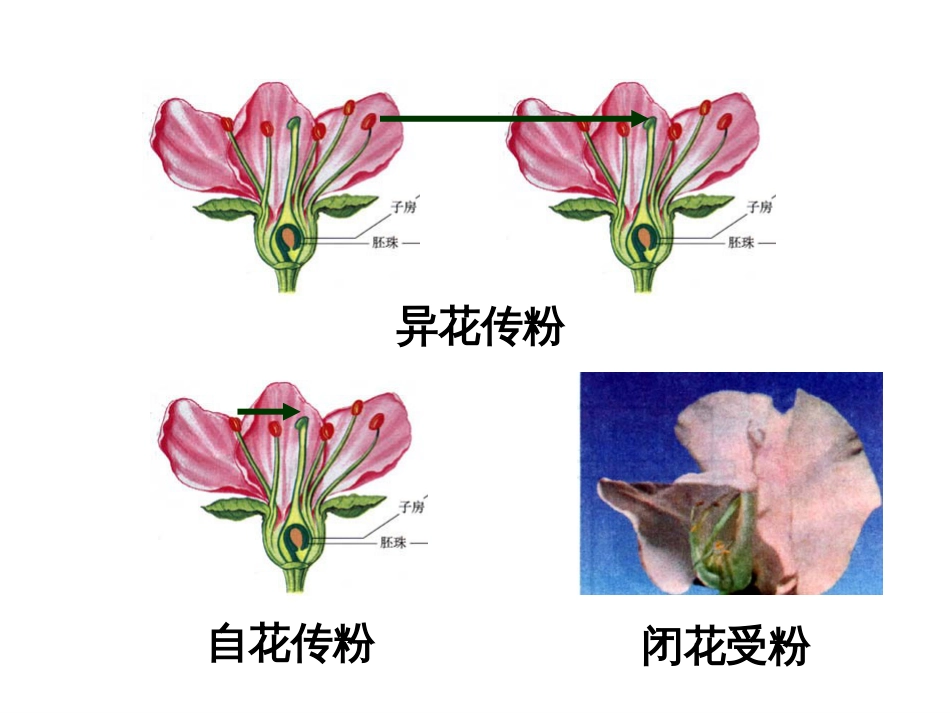 基因的分离定律[37页]_第2页