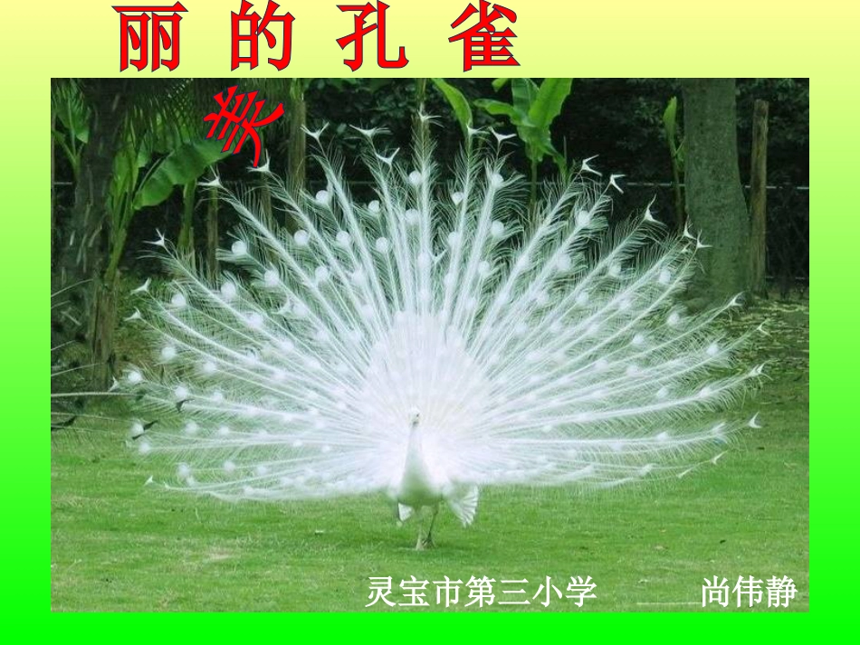 二年级人教版美术《美丽的孔雀》课件_第2页