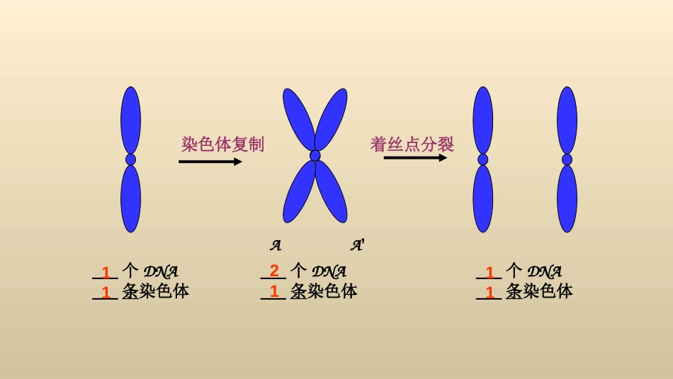 细胞分裂时DNA含量变化曲线图的分析—吴义容_第3页