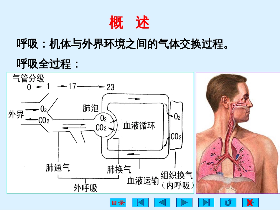 第7章呼吸系统的结构与功能[62页]_第2页