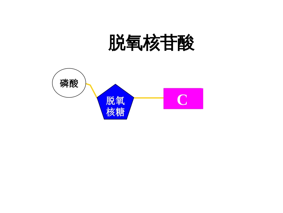 DNA分子的结构[68页]_第2页