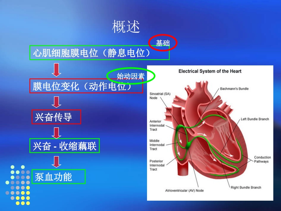 心肌细胞膜电位(静息电位)[67页]_第1页