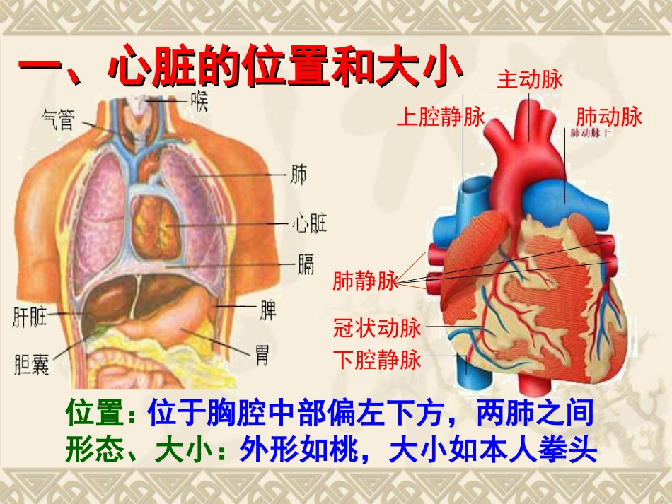 七年级生物下册第四章第三节输送血液的泵心脏课件_第3页