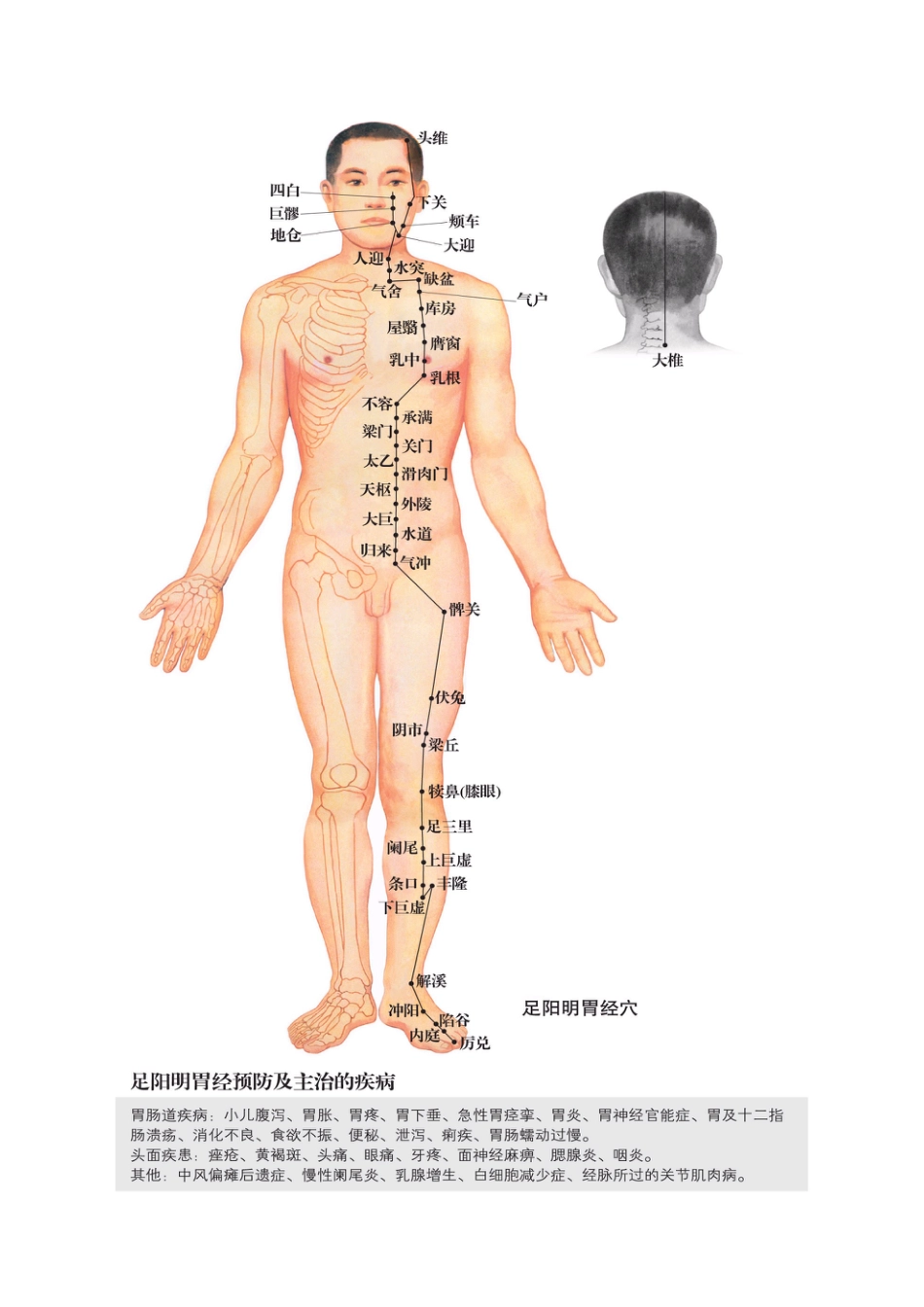 十二经络穴位图[共12页]_第1页