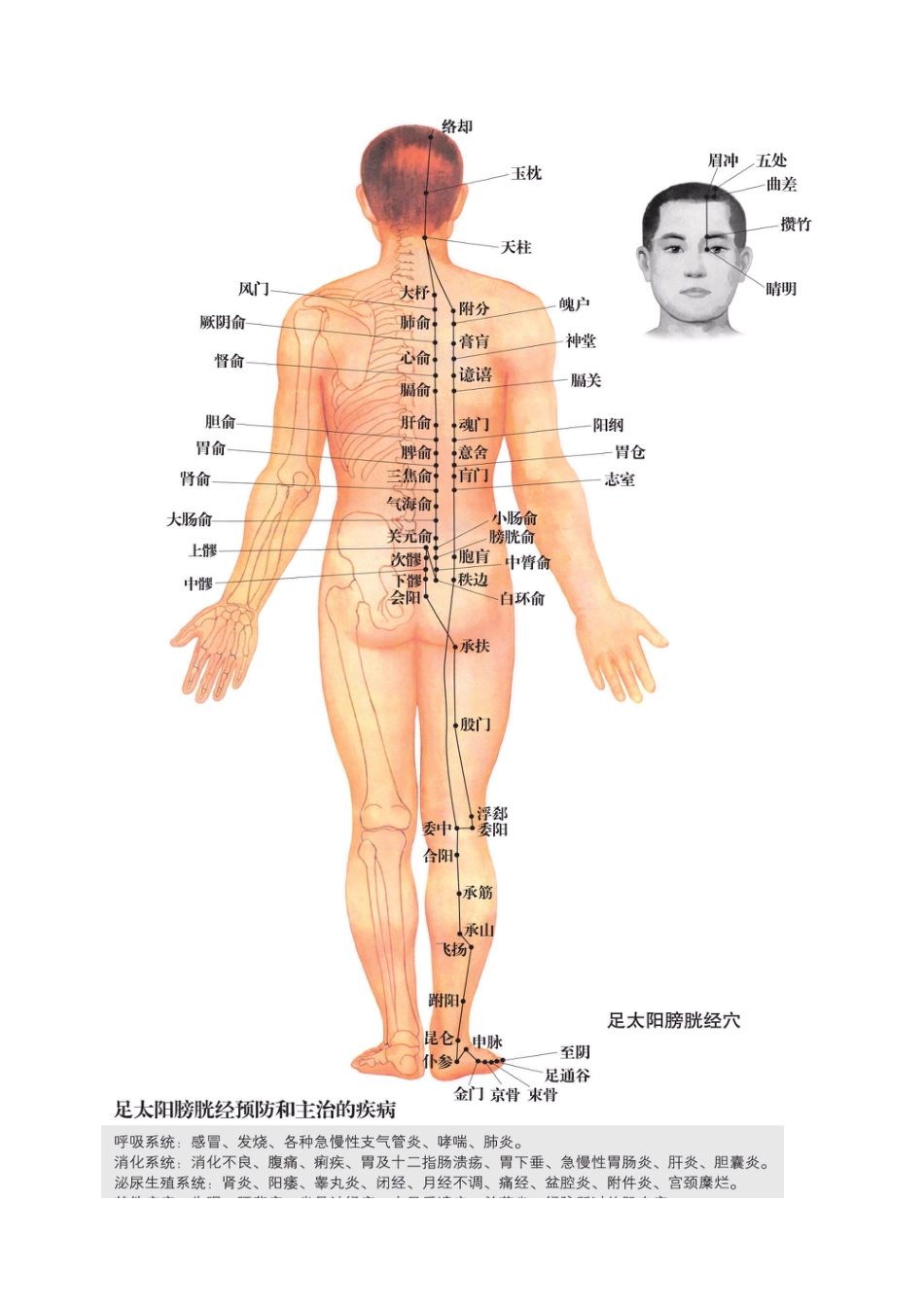 十二经络穴位图[共12页]_第2页