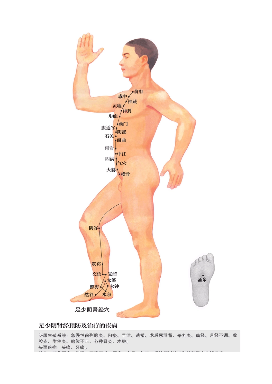 十二经络穴位图[共12页]_第3页