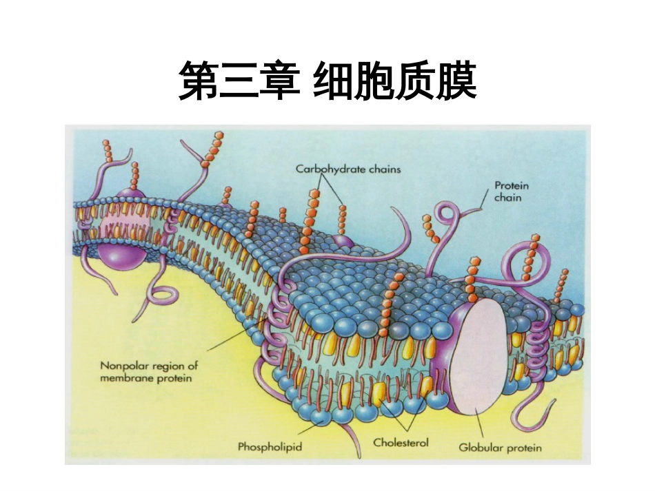 (3.3)--第3章 细胞质膜细胞生物学_第1页