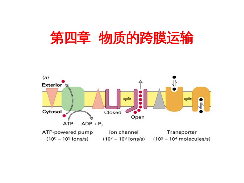 (3.4)--第4章 物质的跨膜运输_第1页