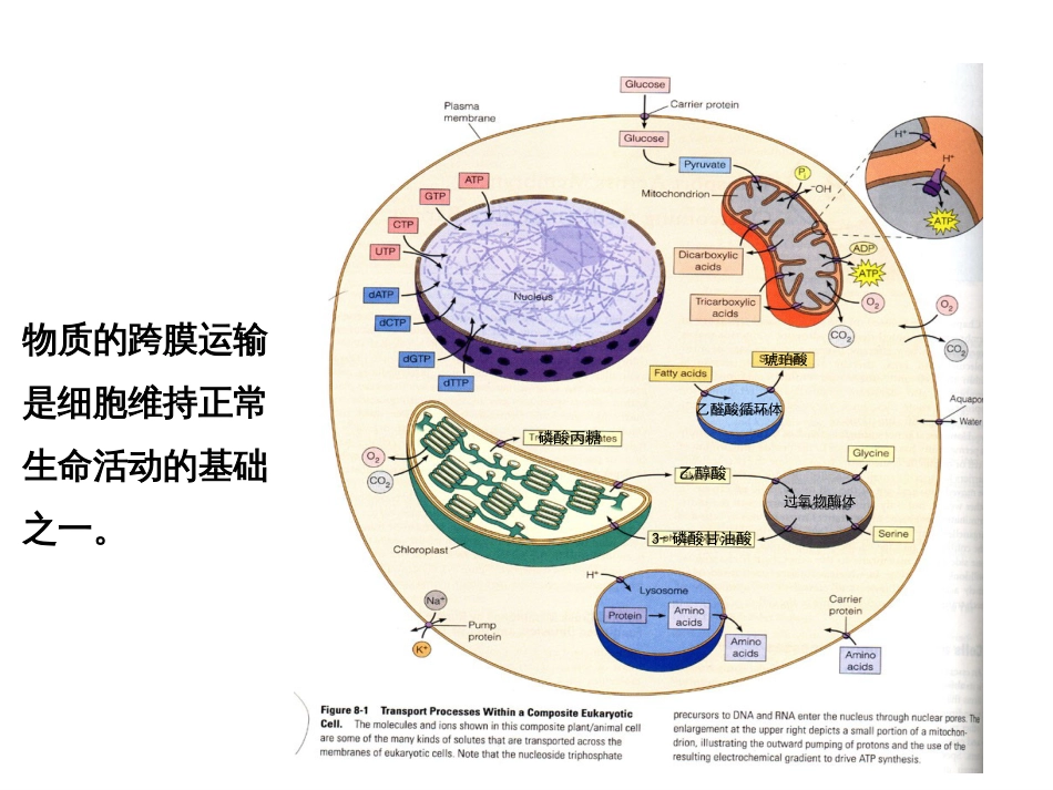 (3.4)--第4章 物质的跨膜运输_第2页