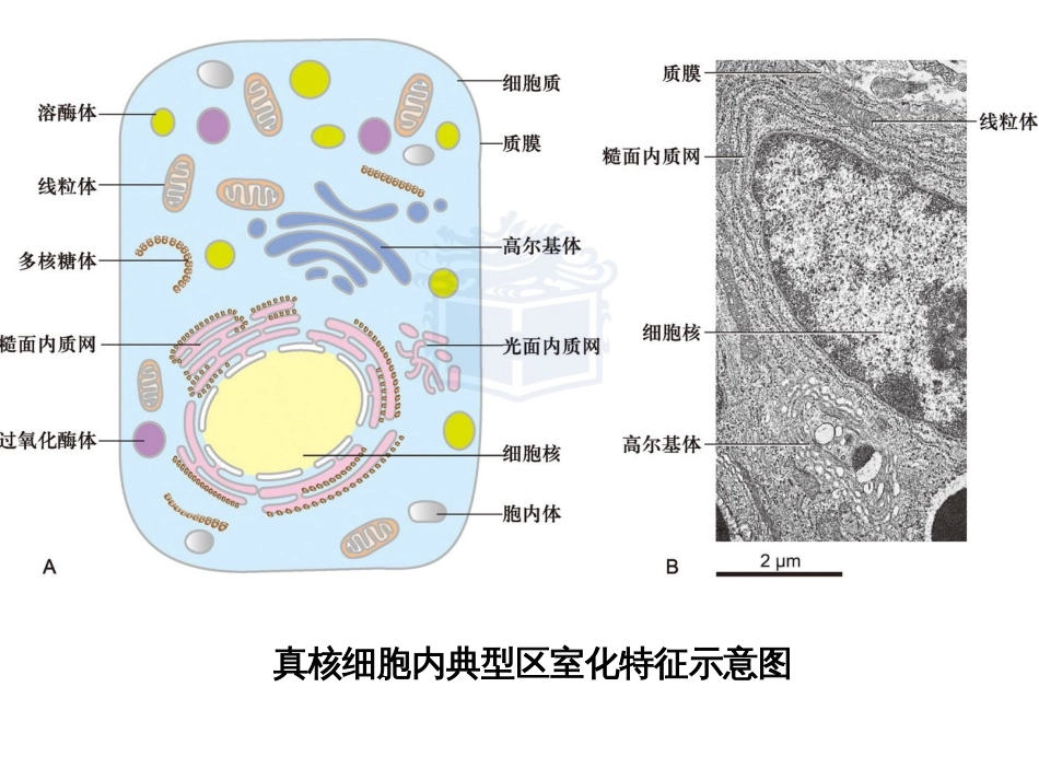 (3.5)--第5章 细胞质基质与内膜系统_第2页