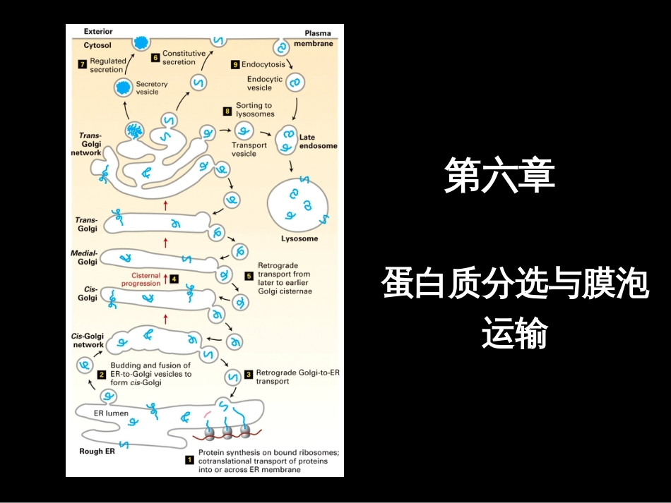 (3.6)--第6章 蛋白质分选与膜泡运输_第1页