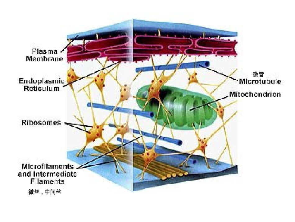 (3.8)--第8 章 细胞骨架细胞生物学_第2页