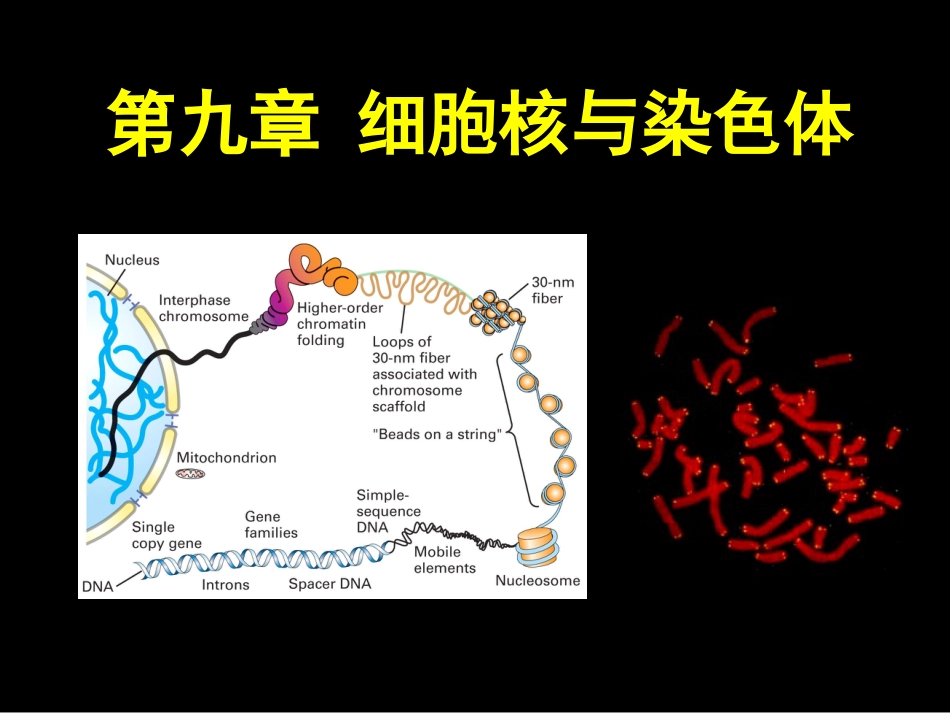 (3.9)--第9 章 细胞核与染色体_第1页