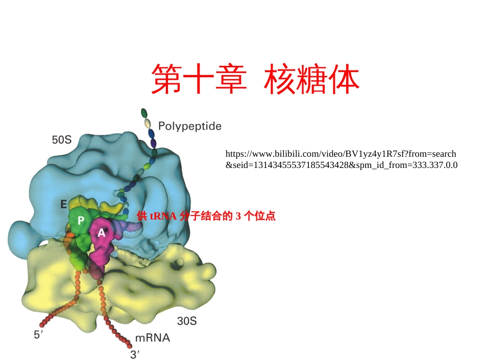 (3.10)--第10章 核糖体细胞生物学_第1页