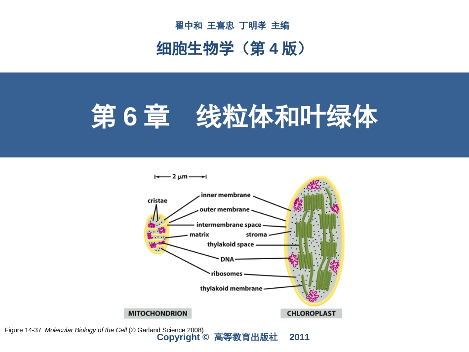 细胞生物学第6章细胞的能量转换──线粒体和叶绿体_第1页