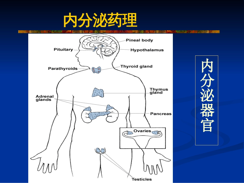 肾上腺皮质激素类药物[共41页]_第2页