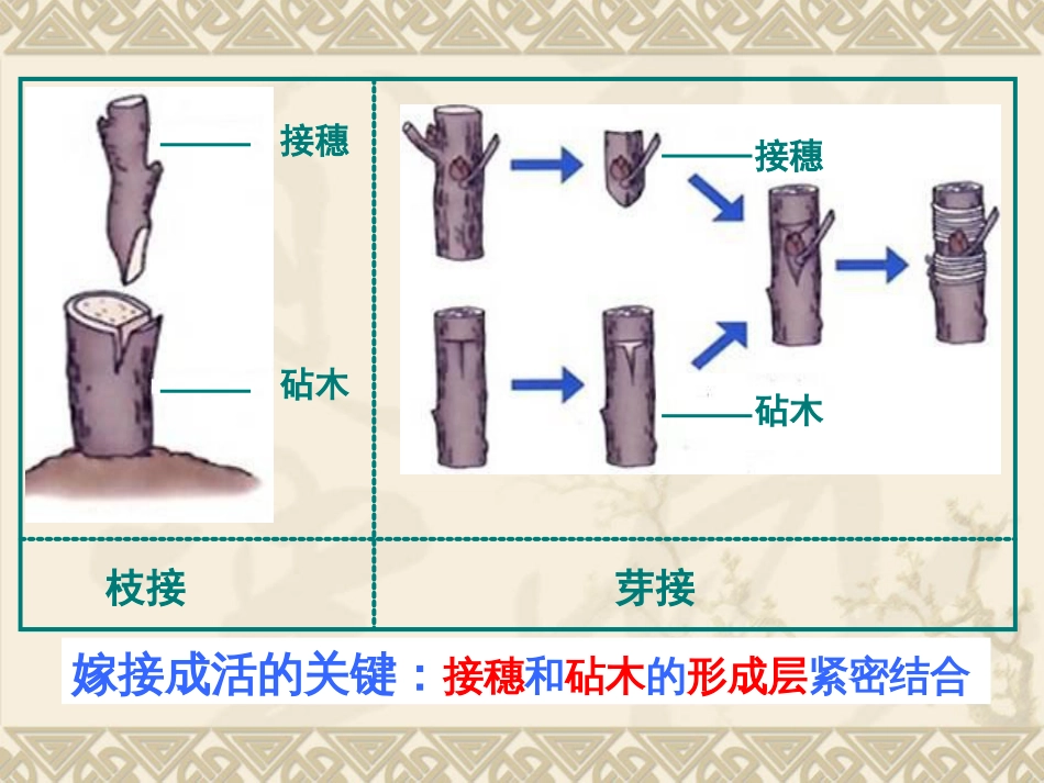 八年级下册生物复习课件[45页]_第3页