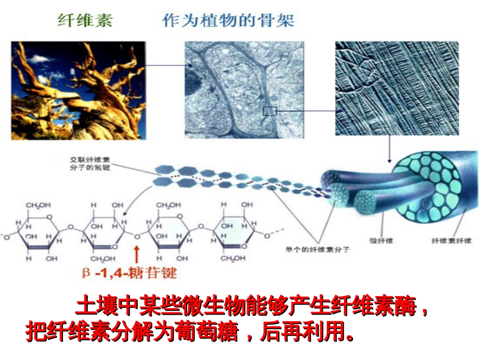 公开课分解纤维素的微生物的分离[31页]_第3页