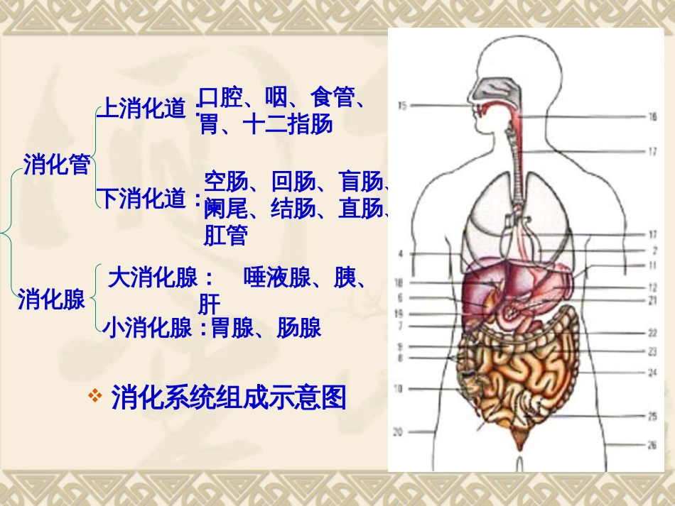 消化系统护理课件[34页]_第3页