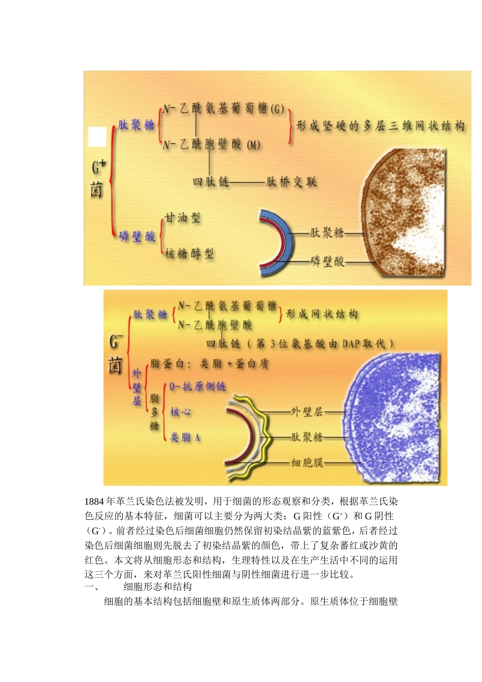 革兰氏阳性菌和革兰氏阴性菌的区别[共4页]_第2页