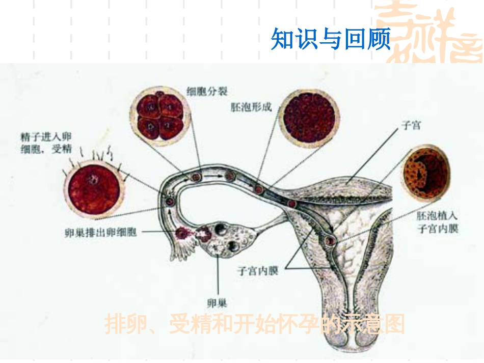 呼吸道对空气处理[21页]_第2页