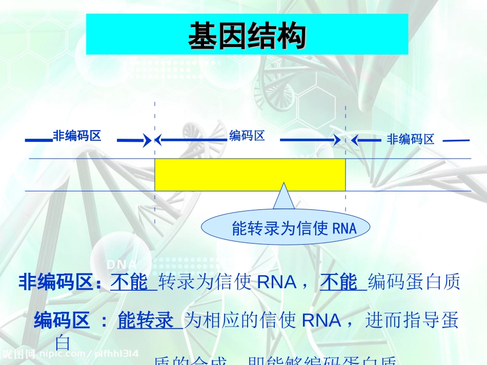 基因的结构[11页]_第3页