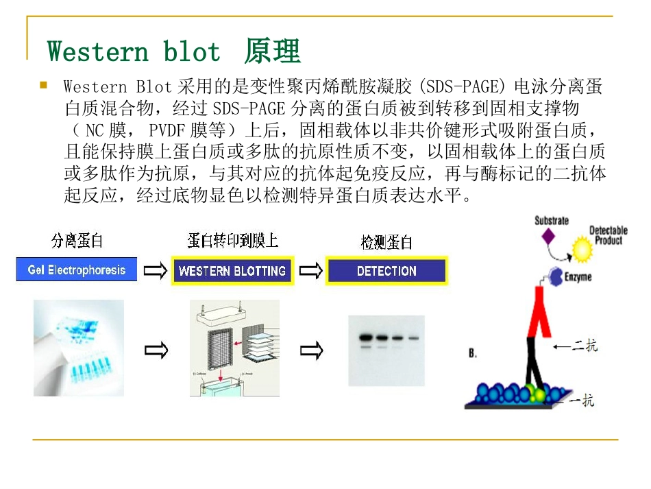 westernblot[39页]_第2页