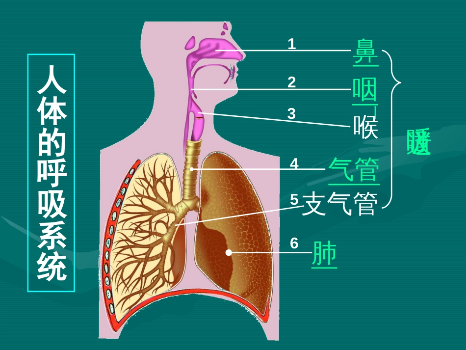 七年级生物人体的呼吸学习课件._第2页