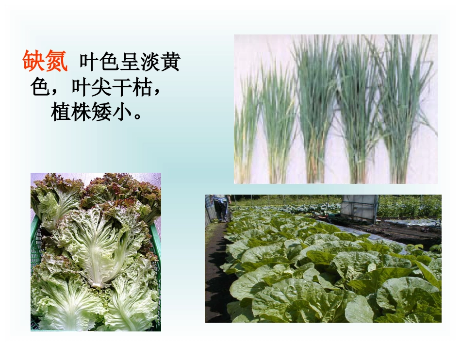 化肥PPT课件人教版_第3页