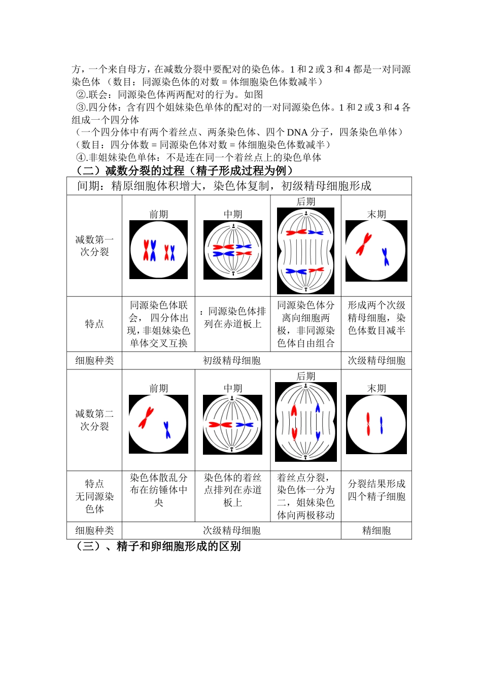 高中生物必修二有丝分裂减数分裂详尽分析[10页]_第2页