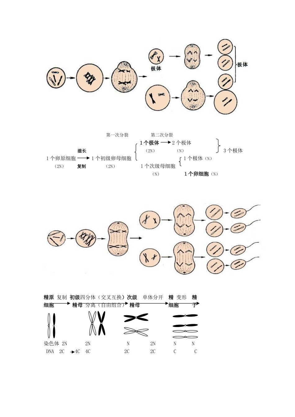 高中生物必修二有丝分裂减数分裂详尽分析[10页]_第3页