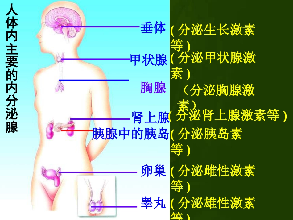 2018苏教版生物七年级下册12.1《人体的激素调节》ppt课件[25页]_第2页